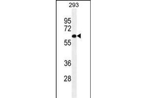 TL2 Antibody (Center) (ABIN655338 and ABIN2844903) western blot analysis in 293 cell line lysates (35 μg/lane). (PATL2 Antikörper  (AA 168-196))