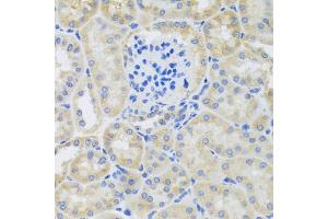 Immunohistochemistry of paraffin-embedded mouse kidney using BNIP3 antibody. (BNIP3 Antikörper)