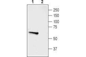 Western blot analysis of rat dorsal root ganglion (DRG) lysate: - 1. (ASIC3 Antikörper  (Intracellular, N-Term))
