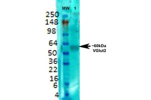 Western Blot analysis of Rat brain membrane lysate showing detection of VGLUT2 protein using Mouse Anti-VGLUT2 Monoclonal Antibody, Clone S29-29 . (Solute Carrier Family 17 (Vesicular Glutamate Transporter), Member 6 (SLC17A6) (AA 501-582) Antikörper (Atto 390))