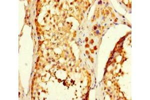 Immunohistochemistry of paraffin-embedded human testis tissue using ABIN7175061 at dilution of 1:100 (C5orf51 Antikörper  (AA 8-152))