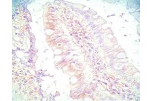 Mouse intestine tissue was stained by Rabbit Anti-PYY (3-36) (Human) Serum (Peptide YY Antikörper  (AA 3-36))