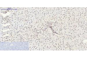 Immunohistochemistry of paraffin-embedded Rat liver tissue using SIRT1 Polyclonal Antibody at dilution of 1:200. (SIRT1 Antikörper)