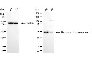 anti-Thioredoxin Domain Containing 5 (Endoplasmic Reticulum) (TXNDC5) antibody