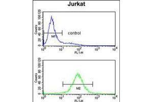 Flow cytometry analysis of Jurkat cells (bottom histogram) compared to a negative control cell (top histogram). (PCCB Antikörper  (AA 82-107))