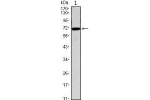 Western Blot showing CDC27 antibody used against CDC27 (AA: 724-830)-hIgGFc transfected HEK293 cell.