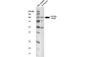 Western blot analysis of Rat brain cell lysates showing detection of ~ 94-100 kDa GRP94 protein using Rabbit Anti-GRP94 Polyclonal Antibody . (GRP94 Antikörper  (C-Term) (APC))