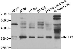Western blot analysis of extracts of various cell lines, using INHBC antibody (ABIN5975306) at 1/1000 dilution. (INHBC Antikörper)
