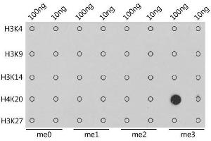 Dot Blot (DB) image for anti-Histone H4 (3meLys20) antibody (ABIN3016051)
