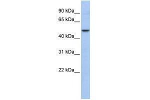 WB Suggested Anti-WDSUB1 Antibody Titration:  0. (WDSUB1 Antikörper  (Middle Region))