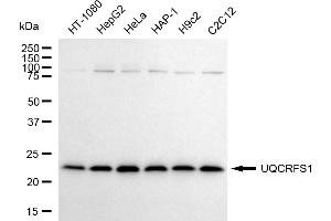Western blotting analysis using UQCRFS1 antibody (ABIN7800704). (Rekombinanter UQCRFS1 Antikörper)