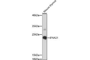 Western blot analysis of extracts of mouse thymus, using IFN antibody (ABIN7267966) at 1:1000 dilution. (IFNA21 Antikörper  (C-Term))