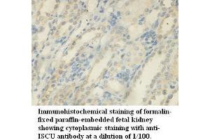 Image no. 1 for anti-Iron-sulfur cluster assembly enzyme ISCU, mitochondrial (ISCU) antibody (ABIN1577340)