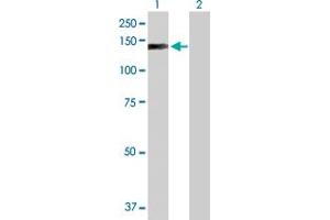 Western Blot analysis of EP400 expression in transfected 293T cell line by EP400 MaxPab polyclonal antibody.