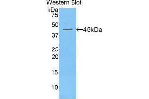 Western blot analysis of the recombinant protein. (LCN5 Antikörper  (AA 22-177))