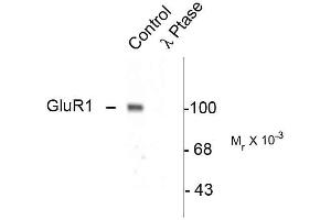 Western blots of rat hippocampal lysate showing specific immunolabeling of the ~100k GluR1 protein phosphorylated at Ser845 (Control). (Glutamate Receptor 1 Antikörper  (pSer845))