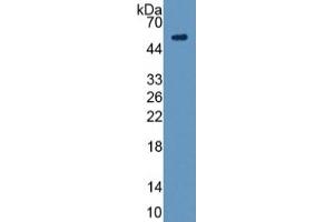 Mouse Capture antibody from the kit in WB with Positive Control: Sample Human A549 Cells. (Angiopoietin 1 CLIA Kit)