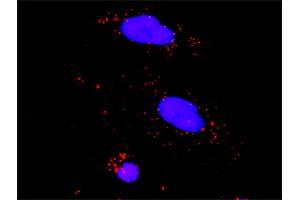 Proximity Ligation Analysis of protein-protein interactions between TP53 and PPP2R5C.