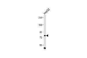 Anti-MLXIPL Antibody (C-term) at 1:2000 dilution + HepG2 whole cell lysate Lysates/proteins at 20 μg per lane.