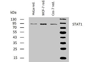 Western blotting analysis of human STAT1 using mouse monoclonal antibody SM2 on lysates of HeLa, MCF-7, and Cos-7 cell lines under reducing conditions. (STAT1 Antikörper)