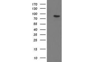 Western Blotting (WB) image for anti-Gephyrin (GPHN) antibody (ABIN1498425) (Gephyrin Antikörper)