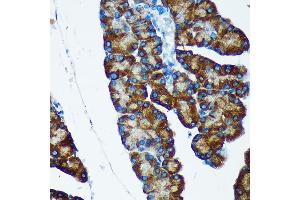 Immunohistochemistry of paraffin-embedded Rat pancreas using IER5 Rabbit pAb (ABIN7267843) at dilution of 1:100 (40x lens). (IER5 Antikörper)