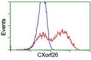 Flow Cytometry (FACS) image for anti-Chromosome X Open Reading Frame 26 (CXorf26) antibody (ABIN1497690) (CXorf26 Antikörper)