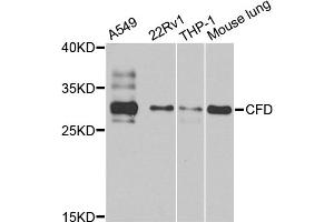 Western blot analysis of extracts of various cell lines, using CFD antibody (ABIN5974492) at 1/1000 dilution. (Adipsin Antikörper)