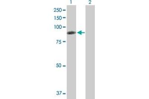 Western Blot analysis of RDX expression in transfected 293T cell line by RDX MaxPab polyclonal antibody. (Radixin Antikörper  (AA 1-583))
