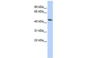 Image no. 1 for anti-Potassium Inwardly-Rectifying Channel, Subfamily J, Member 1 (KCNJ1) (AA 216-265) antibody (ABIN6740423) (KCNJ1 Antikörper  (AA 216-265))