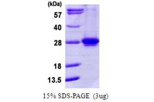 RAB35 Protein (AA 1-203) (His tag)