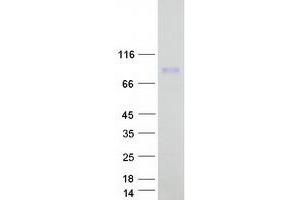 Validation with Western Blot (CHFR Protein (Transcript Variant 1) (Myc-DYKDDDDK Tag))