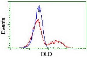 HEK293T cells transfected with either RC200639 overexpress plasmid (Red) or empty vector control plasmid (Blue) were immunostained by anti-DLD antibody (ABIN2454922), and then analyzed by flow cytometry. (DLD Antikörper)