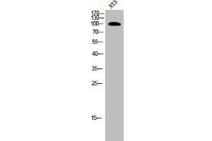 Western Blot analysis of 3T3 cells using ORC1 Polyclonal Antibody (ORC1 Antikörper  (Internal Region))