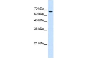 Western Blotting (WB) image for anti-Zinc Finger Protein 564 (ZNF564) antibody (ABIN2461974) (ZNF564 Antikörper)