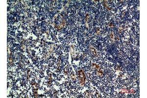 Immunohistochemistry (IHC) analysis of paraffin-embedded Human Tonsilla, antibody was diluted at 1:100.