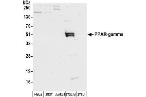 Western Blotting (WB) image for anti-Peroxisome Proliferator-Activated Receptor gamma (PPARG) (AA 50-100) antibody (ABIN7449902) (PPARG Antikörper  (AA 50-100))