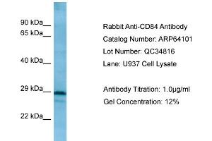 WB Suggested Anti-CD84 AntibodyTitration: 1. (CD84 Antikörper  (C-Term))