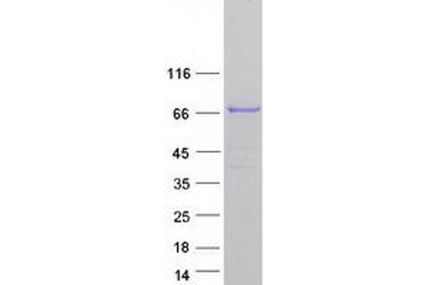 EXOC8 Protein (Myc-DYKDDDDK Tag)