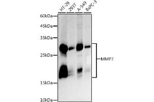 Western blot analysis of extracts of various cell lines, using MMP7 antibody (ABIN7268425 ) at 1:1000 dilution.