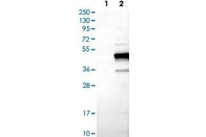 Western Blot analysis of Lane 1: negative control (vector only transfected HEK293T cell lysate) and Lane 2: over-expression lysate (co-expressed with a C-terminal myc-DDK tag in mammalian HEK293T cells) with TNNT2 polyclonal antibody . (Cardiac Troponin T2 Antikörper)