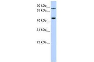 Image no. 1 for anti-Diphthamide Biosynthesis Protein 2 (DPH2) (AA 72-121) antibody (ABIN6741120) (DPH2 Antikörper  (AA 72-121))