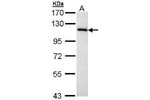 WB Image Sample (30 ug of whole cell lysate) A: Hep G2 , 7. (MCM3 Antikörper)