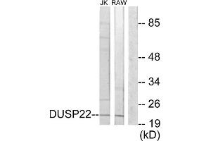 Western blot analysis of extracts from Jurkat cells and RAW264. (DUSP22 Antikörper  (Internal Region))