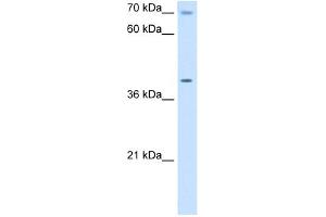 WB Suggested Anti-COX15 Antibody Titration:  5. (COX15 Antikörper  (N-Term))