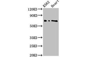 Western Blot Positive WB detected in: K562 whole cell lysate, Rat heart tissue All lanes: L3MBTL2 antibody at 3 μg/mL Secondary Goat polyclonal to rabbit IgG at 1/50000 dilution Predicted band size: 80, 70 kDa Observed band size: 70 kDa (L3MBTL2 Antikörper  (AA 1-230))
