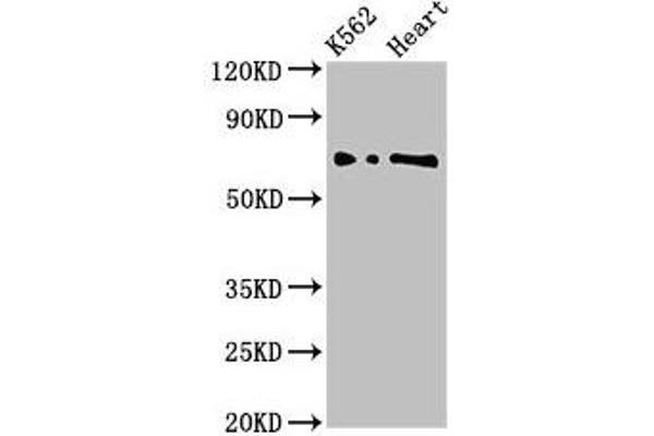 L3MBTL2 antibody  (AA 1-230)
