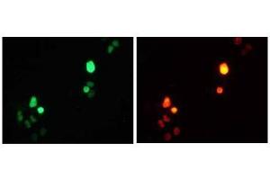 Immunofluorescence (IF) image for anti-Red Fluorescent Protein (RFP) antibody (ABIN1449291)
