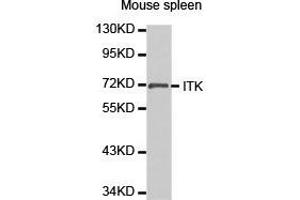 Western Blotting (WB) image for anti-IL2-Inducible T-Cell Kinase (ITK) antibody (ABIN1873325) (ITK Antikörper)
