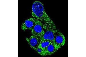 Confocal immunofluorescent analysis of SH2D4B Antibody (C-term) (ABIN655845 and ABIN2845257) with HepG2 cell followed by Alexa Fluor 488-conjugated goat anti-rabbit lgG (green). (SH2D4B Antikörper  (C-Term))